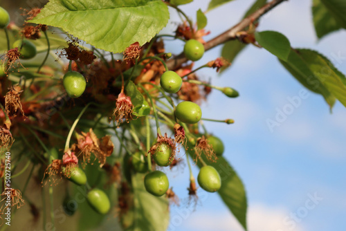 Close-up of green unripe cherries growing on branches with faded flowers  in the orchard. Prunus avium tree with green fruits on springtime 
