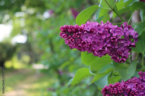 Close-up of Lilac blossoms and flowers on branch on springtime. Syringa vulgaris in bloom  photo