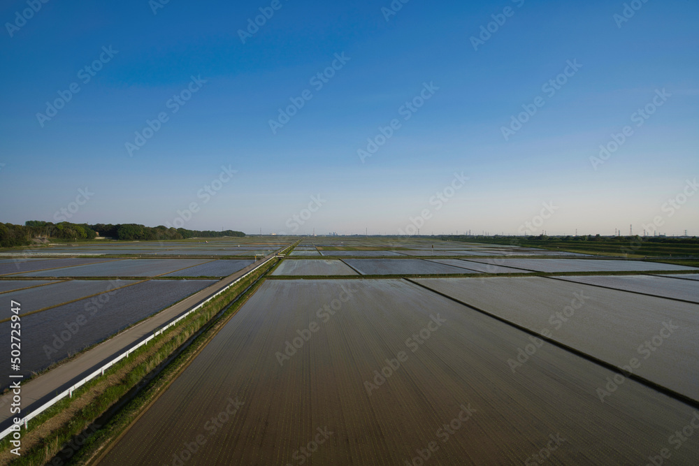 Fototapeta premium 地平線に見える田園、田植えの季節