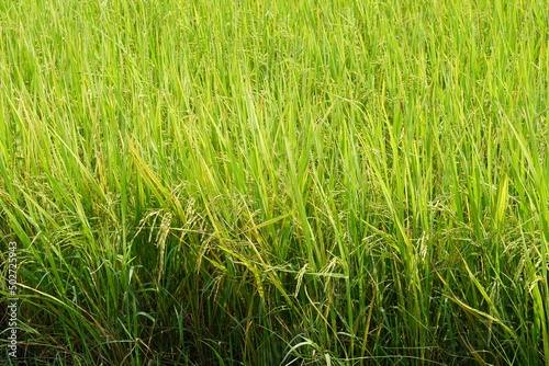yellow rice plant in the field
