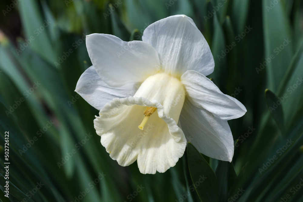 White narcissus flower on blurred background of leaves, close-up White narcissus flower on blurred background of leaves, close-up