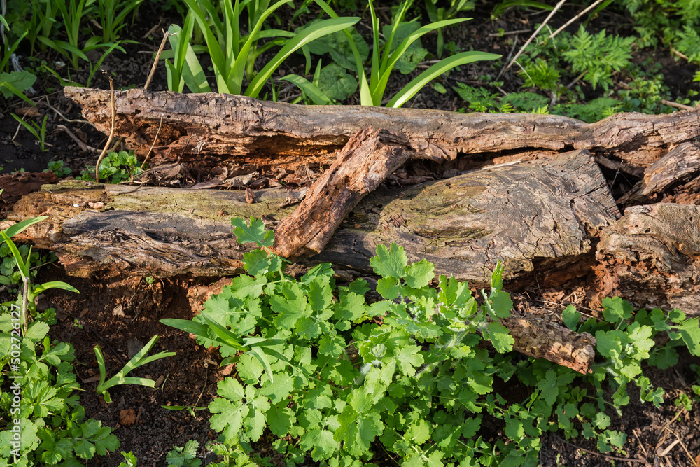 Remains of old cracked moldering tree trunk among spring grass Remains of old cracked moldering tree trunk among spring grass