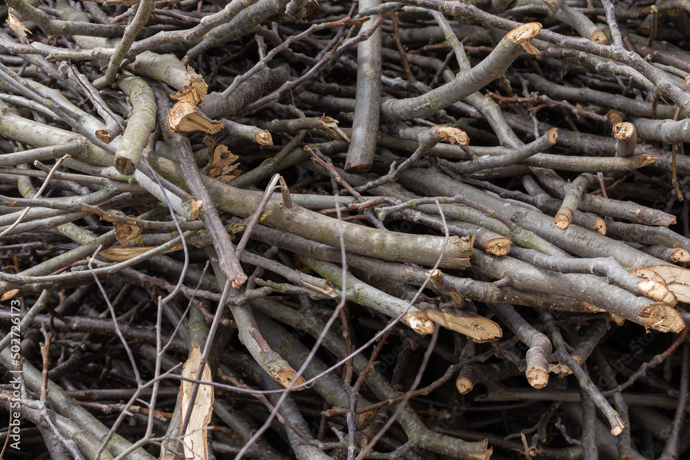 Background of the heap of the different dry trees branches Background of the heap of the different dry trees branches