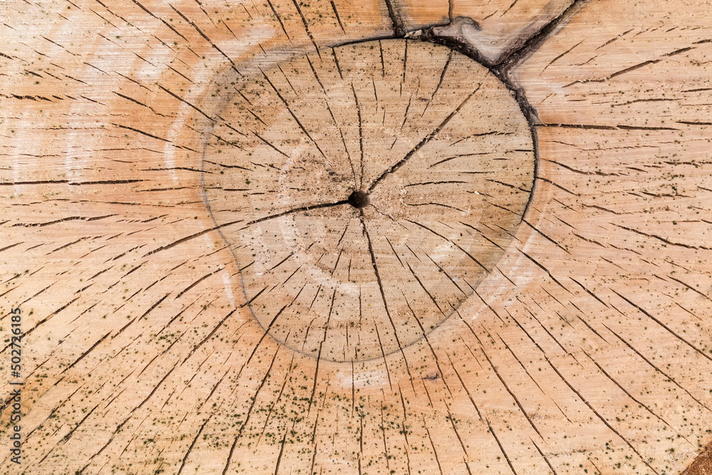 Fototapeta premium Background of the transverse cut of the walnut tree trunk