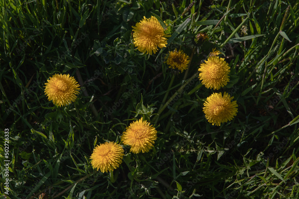 Yellow dandelions in the green grass on a sunny day. Beautiful flowers of yellow dandelions on a spring day in a meadow in the sunlight. Dandelions in the grass. Spring mood. Green spring background. Yellow dandelions in the green grass on a sunny day. Beautiful flowers of yellow dandelions on a spring day in a meadow in the sunlight. Dandelions in the grass. Spring mood. Green spring background.