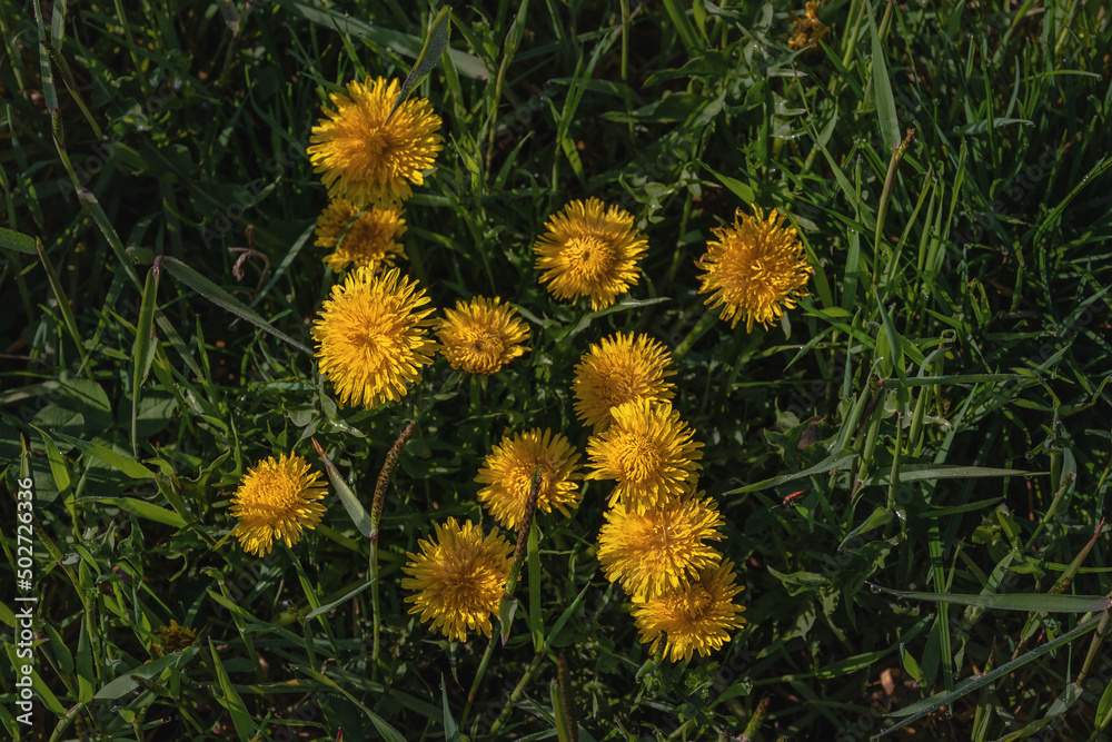 Yellow dandelions in the green grass on a sunny day. Beautiful flowers of yellow dandelions on a spring day in a meadow in the sunlight. Spring mood. Green spring background. Dandelions in the grass. Yellow dandelions in the green grass on a sunny day. Beautiful flowers of yellow dandelions on a spring day in a meadow in the sunlight. Spring mood. Green spring background. Dandelions in the grass.