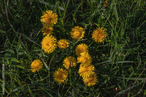 Yellow dandelions in the green grass on a sunny day. Beautiful flowers of yellow dandelions on a spring day in a meadow in the sunlight. Spring mood. Green spring background. Dandelions in the grass.