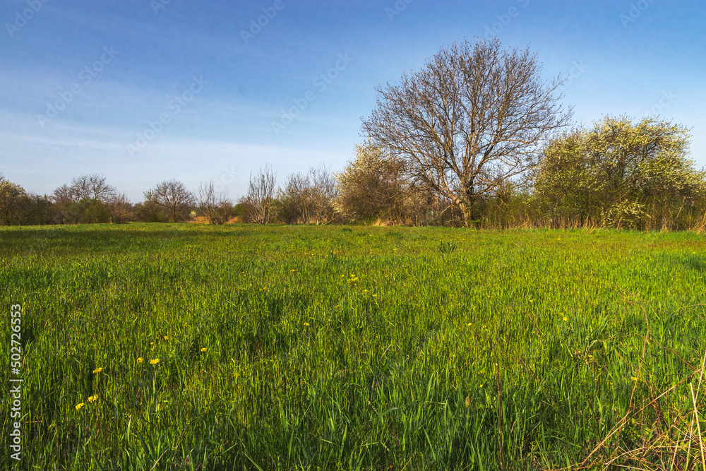 A green field under a blue sky. A green grass meadow with a forest of trees against a blue cloudy sky. Spring landscape with a green field and trees in the distance. Green meadow and blue sky.