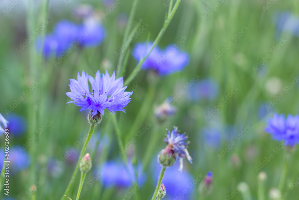 Blue Cornflowers on the background of a green meadow Blue Cornflowers on the background of a green meadow