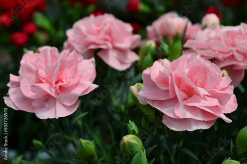 母の日プレゼント カーネーション（Carnation）ピンク色