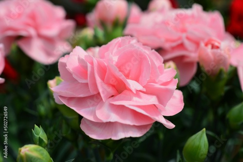 母の日プレゼント カーネーション（Carnation）ピンク色 © roichi tamago