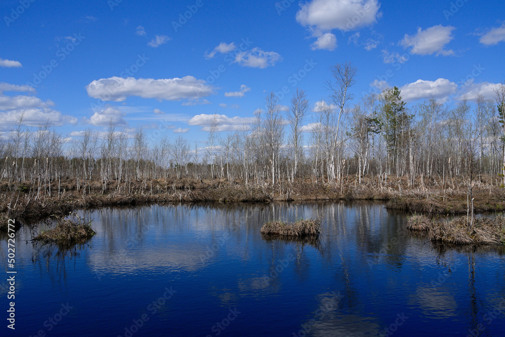 A landscape with a forest lake in which the blue sky with white clouds is reflected. Spring forest and blue lake in the swamps.