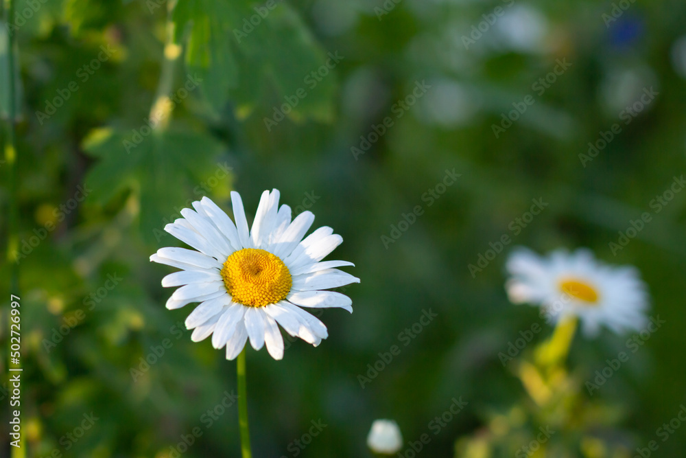white camomile flowers on a background of meadows. white camomile flowers on a background of meadows.
