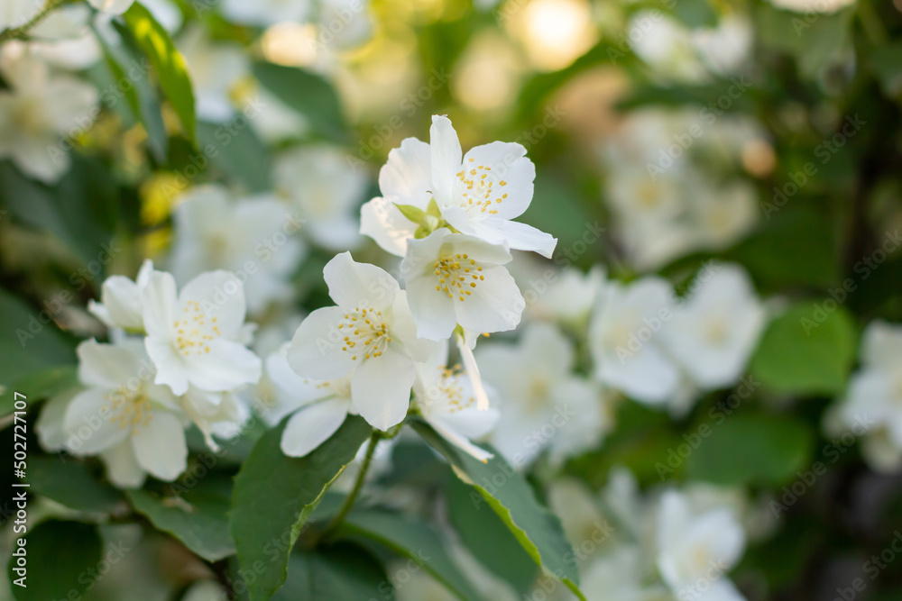 branch of white jasmine flowers in the garden on green leaves background.