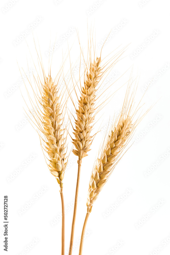 ripe wheat ears isolated on white background. ripe wheat ears isolated on white background.