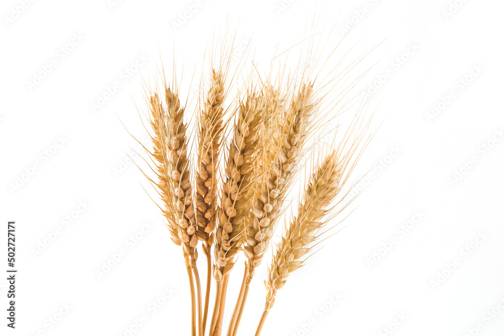 ripe wheat ears isolated on white background.