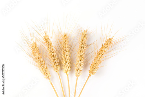 ripe wheat ears isolated on white background.