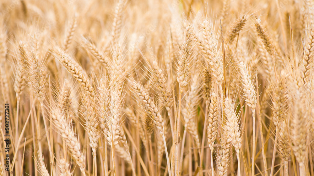 ripe wheat ears field in a summer day. ripe wheat ears field in a summer day.