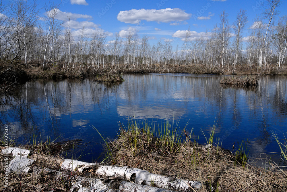 Forest landscape with a blue lake. Dark blue water of a forest lake in the swamps, duck, fallen birch trunks.