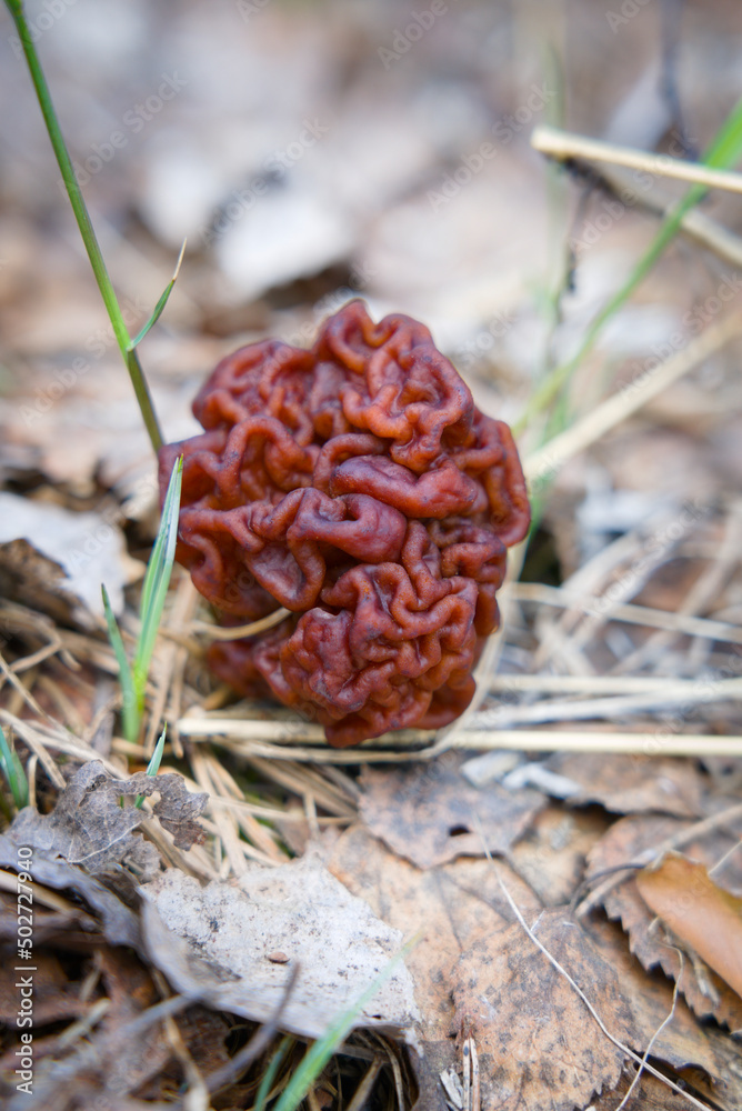 Spring mushroom - stitch. Gifts of the forest in the form of inedible spring mushrooms - lines. Mushroom - a line ordinary. Inedible, spring mushroom with a beautiful brown cap. Spring mushroom - stitch. Gifts of the forest in the form of inedible spring mushrooms - lines. Mushroom - a line ordinary. Inedible, spring mushroom with a beautiful brown cap.
