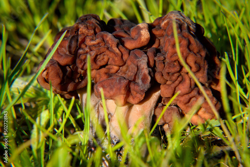 Spring mushroom - ordinary lines in the green grass. An inedible mushroom with a wavy brown cap in green grass.