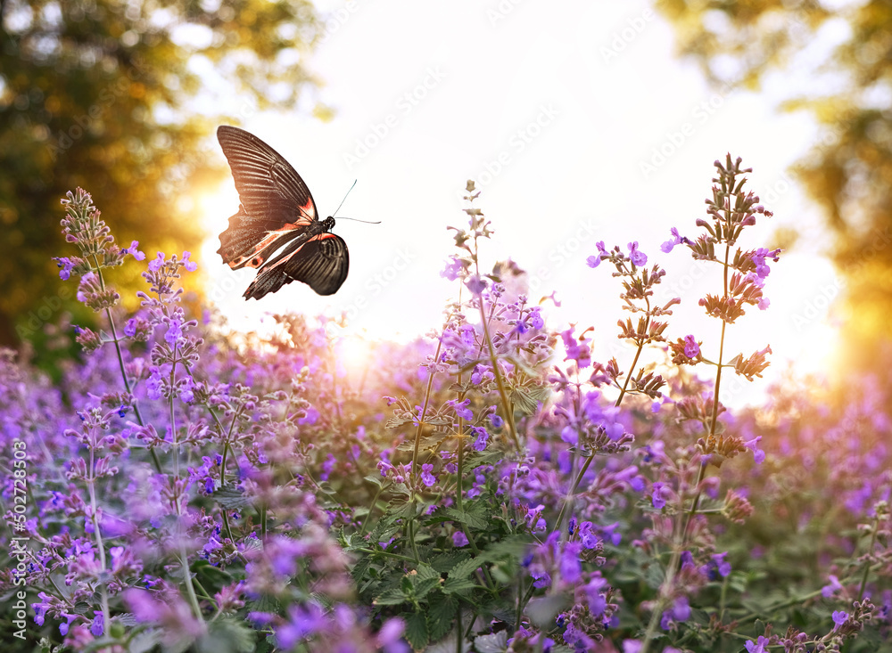 beautiful flying butterfly and wild purple flowers in summer garden, sunny natural abstract background. romantic floral landscape with floral meadow and butterflies. Gentle dreamy artistic image