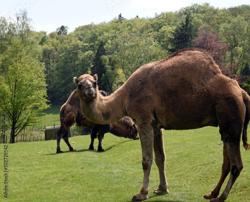 dromedary, Camelus dromedarius © Ruckszio