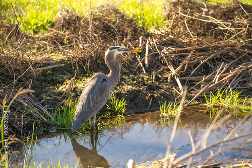 Great blue heron (Ardea cinerea) stands in a stream.