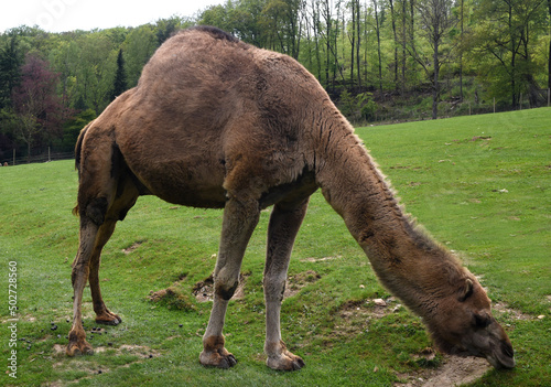 dromedary  Camelus dromedarius