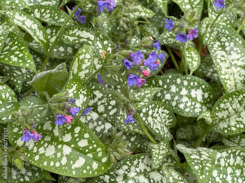 Lung herb Pulmonaria, officinalis photo