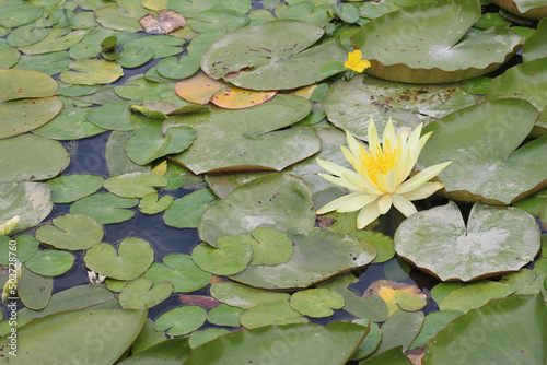 Canvas-taulu Pale yellow water lily flower