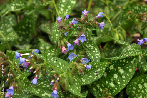 Lung herb Pulmonaria, officinalis photo