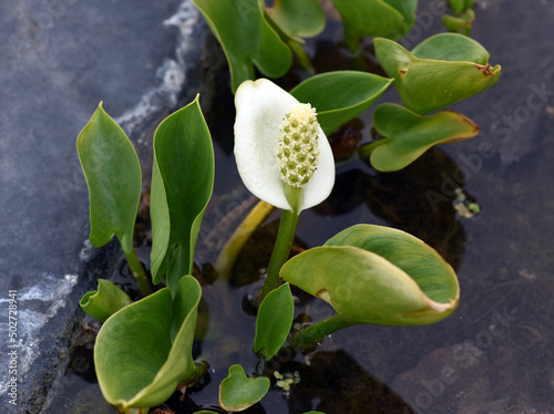 Marsh calla, Calla palustris photo