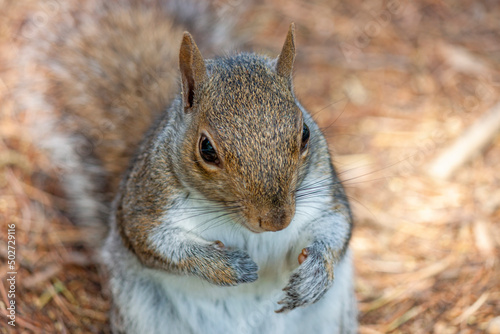 a cute eastern gray squirrel (Sciurus carolinensis), also known as  the grey squirrel, 