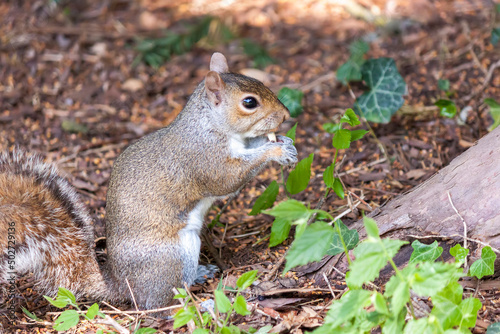 a cute eastern gray squirrel (Sciurus carolinensis), also known as  the grey squirrel, 