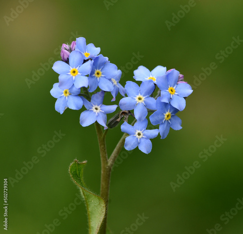 Forget-me-not; Myosotis sylvatica photo