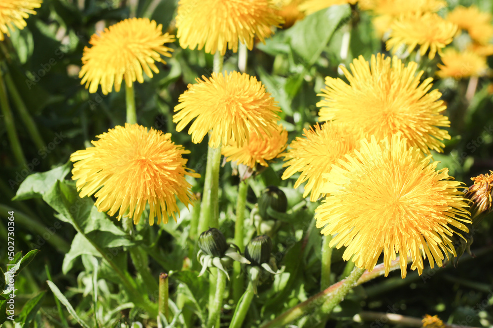 Butterblumen Löwenzahn draußen essbare Blüten Butterblumen Löwenzahn draußen essbare Blüten