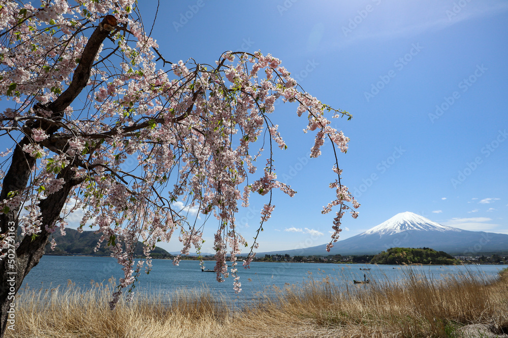 【日本】富士山と河口湖と桜