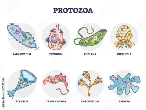 Protozoa division collection as single cell eukaryote biological outline set. Labeled educational closeup scheme with paramecium, didinium, euglena, difflugia, stentor and amoeba vector illustration. photo