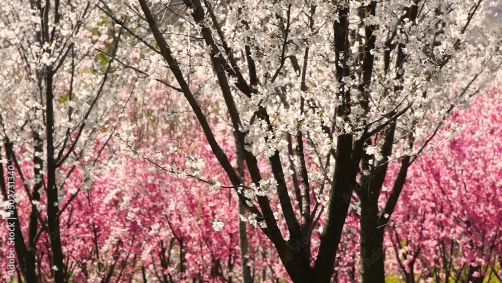 風にゆれる桜　阿蘇　サクラミチ