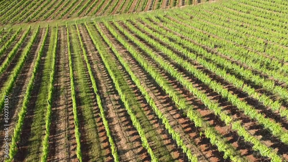 Aerial top view of vineyard in Italy Aerial top view of vineyard in Italy