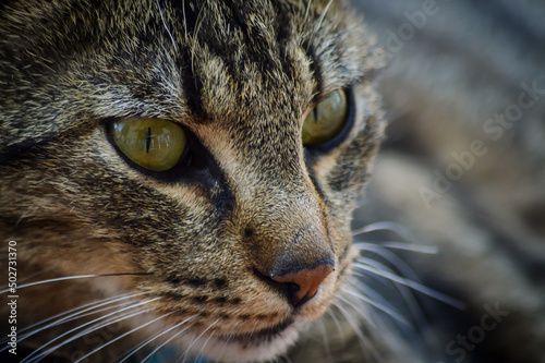 close up portrait of a beautiful young tabby cat looking in front of him with yellow green eyes