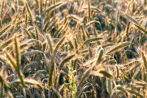 Rye in the field. Agricultural crops of grain. Rye ears with grain. A field with a grain plantation.