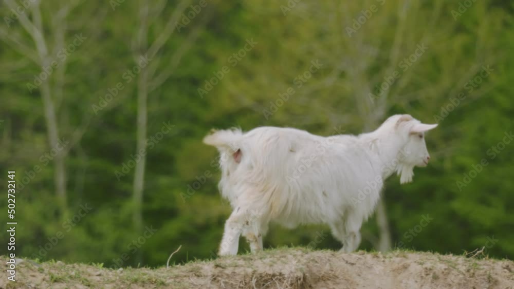 domestic white goat grazes on the lawn