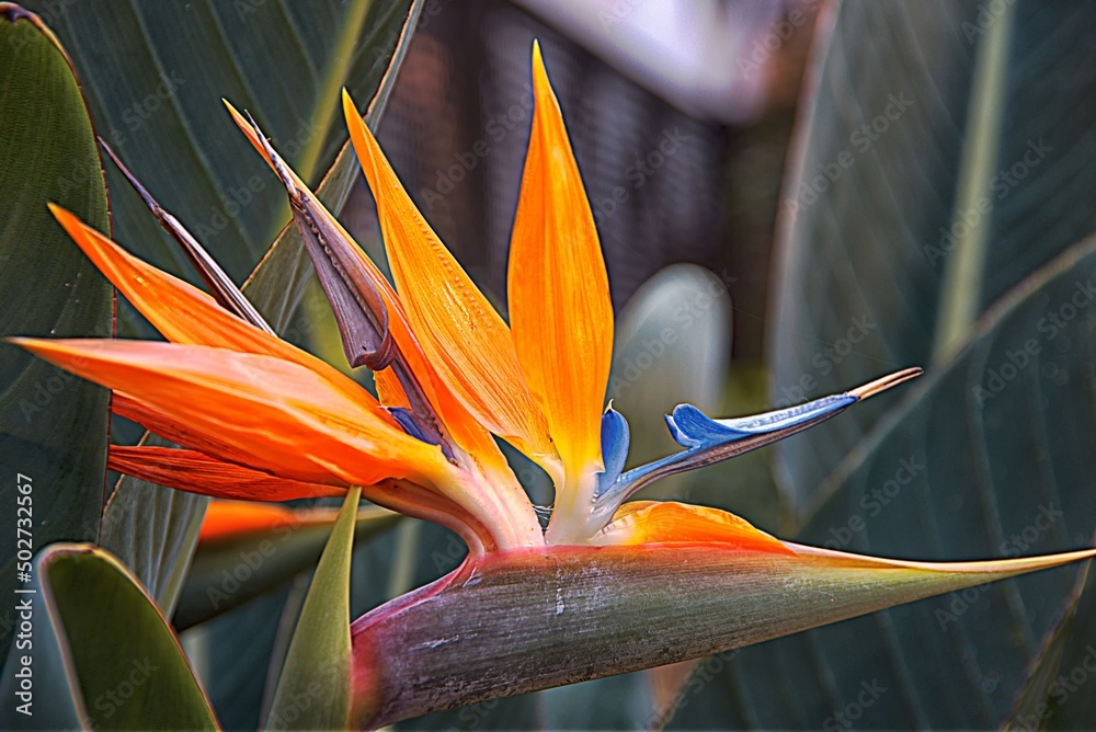 Obraz na płótnie Strelicja królewska – Rajski Ptak, tworzy piękne i oryginalne kwiaty w salonie