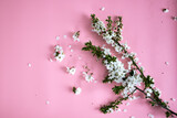 blooming cherry branches on a pink background with a copy space