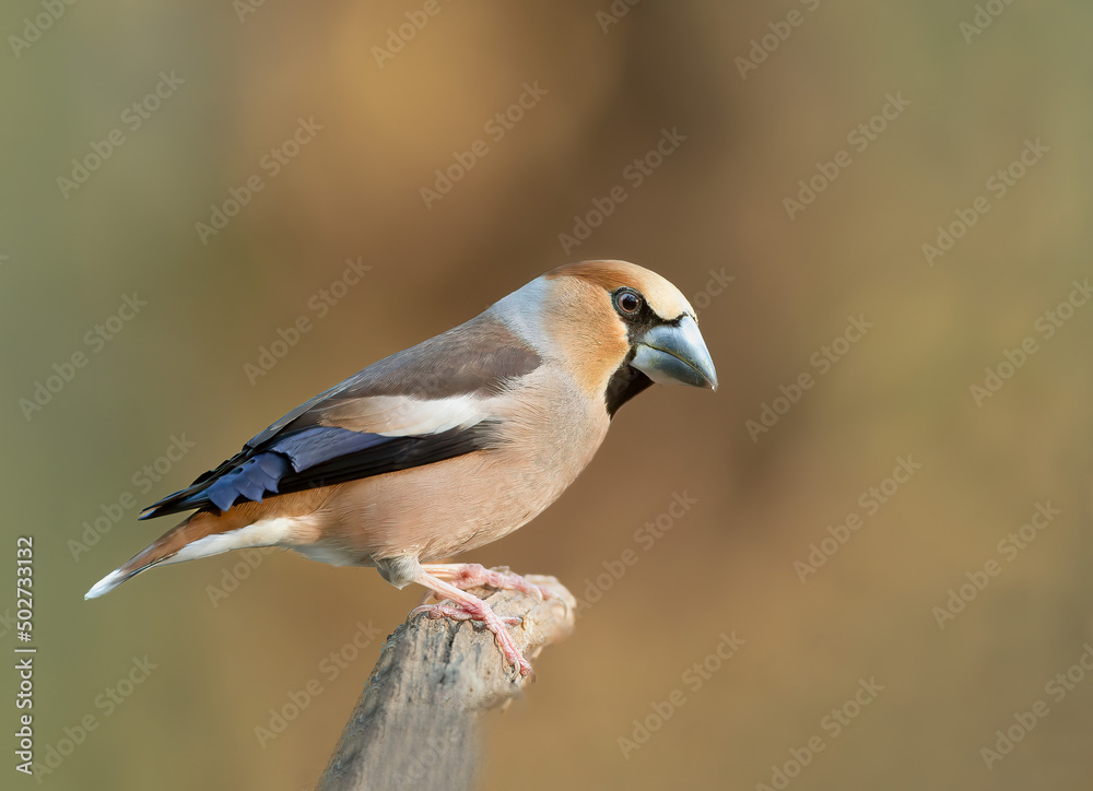 Male hawfinch perched in perfect background Male hawfinch perched in perfect background