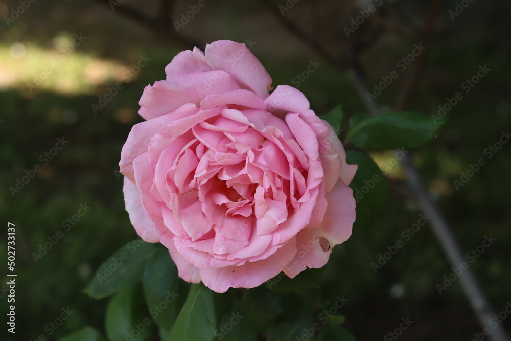 Pink rose. Pink rose.