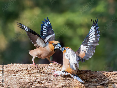 Hawfinches fighting for food