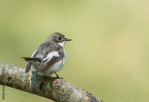 Male Pied flycatcher perched in perfect background